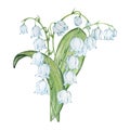 Watercolor bouquet lily of the valley, may birth month flower Royalty Free Stock Photo