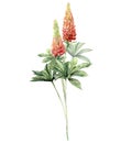 Watercolor bouquet with lupine. Hand painted flowers, leaves and stems isolated on white background. Botanical floral