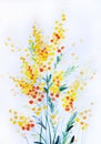 Watercolor of a bouquet of Mimosa, yellow acacia or wild flowers