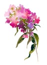 Watercolor bouquet of phlox.