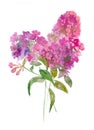 Watercolor bouquet of phlox.