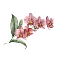 Watercolor bouquet with pink orchid. Hand painted tropical card with flowers, branch and leaves isolated on white Royalty Free Stock Photo