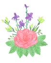 Watercolor bouquet Pink rose with violet field flowers and leaves Royalty Free Stock Photo