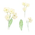 Watercolor bouquet primrose, february birth month flower