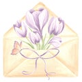 Watercolor bouquet of purple crocus flowers in an envelope with a bow and butterfly. Spring isolated hand drawn Royalty Free Stock Photo