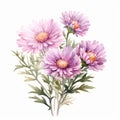 Watercolor Chrysanthemum Flowers: Realistic Illustration On White Background Royalty Free Stock Photo