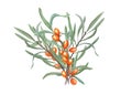 Watercolor bouquet of sea buckthorn isolated on white background. Hand drawn illustration. Juicy orange berries on branch with