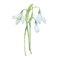 Watercolor bouquet snowdrops, january birth month flower