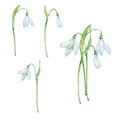 Watercolor bouquet snowdrops, january birth month flower