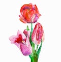 Watercolor a bouquet of spring red pink tulips isolated on white background Royalty Free Stock Photo