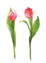 Watercolor bouquet of tulips isolated