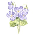 Watercolor bouquet of wild violet flower. Isolated hand drawn illustration spring blossom field pansy Viola. Floral