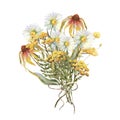 Watercolor bouquet of yellow echinacea flowers, Chamomile, tansy and field herbs. Template for invitations, postcards