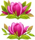 Watercolor bouquets of pink magnolia, watercolor hand-drawn spring flower illustration isolated on the white background.