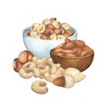 Watercolor bowls and handfuls of the almond, hazelnuts and cashews.