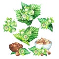 Watercolor bowls of hezelnuts and green vignettes of leaves and nuts