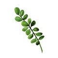 Watercolor boxwood branch with green leaves isolated in white background. Royalty Free Stock Photo