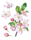 Watercolor branch of blooming apple tree