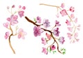 Watercolor branch blossom sakura, cherry tree with flowers isolated on a white background. Hand painting on paper Royalty Free Stock Photo