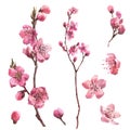 Watercolor branch blossom sakura, pink cherry tree, flowers set isolated on white background. Royalty Free Stock Photo