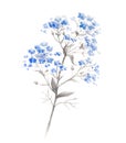 Watercolor branch of blue forget-me-flower