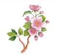 Watercolor branch of cherry blossoms