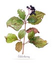 Watercolor branch of elderberry