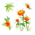 Watercolor branch orange Buttercup Flower on white background. Isolated Flowers element with packaging