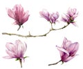 Watercolor branch and magnolia set. Hand painted flowers isolated on white background. Floral elegant illustration for