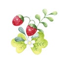 Watercolor branch of strawberry with a flower on a white background. Royalty Free Stock Photo