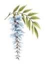 Watercolor branch of white wisteria flower and green leaf isolated on white