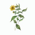 Watercolor branch of yellow heliopsis with green leaves. Isolated flowers. Floral Illustration. Vintage botanic artwork. Royalty Free Stock Photo