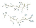 Watercolor branches with blue berries Royalty Free Stock Photo