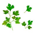Watercolor branches and leaves of parsley. Eco products isolated on white background. Royalty Free Stock Photo