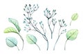 Watercolor branches set. Big collection of hand painted botanical illustrations isolated on white. Abstract Transparent Royalty Free Stock Photo