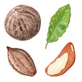 Watercolor Brazil nuts set isolated on white . Bertholletia plant hand drawn illustration