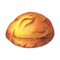 Watercolor Bread. Daily Fresh organic pastries products, loaf, bread, cookies, baguette, pin. Vintage isolated