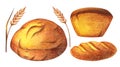 Watercolor Bread set illustration. Different type of bread. Daily Fresh organic pastries products, bread, baguette, pin