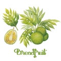 Watercolor breadfruit set