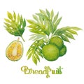 Watercolor breadfruit set