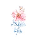 Watercolor Briar flower sketch. Big petals and blue ink leaves. Botanical hand drawn illustrationon isolated on white