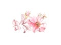 Watercolor Briar flower sketch. Botanic hand drawn illustration. Big petals isolated on white for cosmetics, wedding