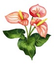 Watercolor bright blossom anthurium isolated on white