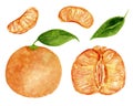 Watercolor set, tangerine and various part isolated on a white background. For various products, Chinese New Year etc.