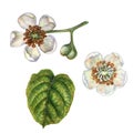 Watercolor bright kiwi green leaves and white flowers of kiwi with pieces and slices for the design of labels, covers