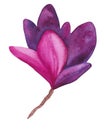 Watercolor Bright Pink and Purple Magnolia Flower