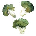 Watercolor broccoli illustration Royalty Free Stock Photo