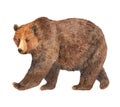 Watercolor brown bear animal illustration isolated