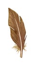 Watercolor brown birds feather. Single feather isolated on white Royalty Free Stock Photo