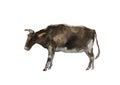 Watercolor brown bull standing. Original farm animal illustration isolated on white background Royalty Free Stock Photo